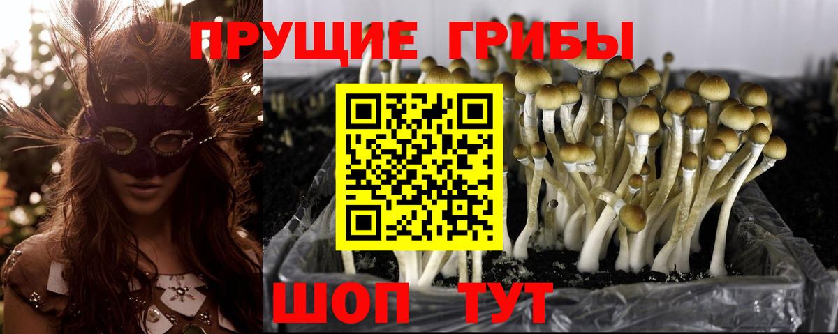 Псилоцибиновые грибы мухоморы Абинск